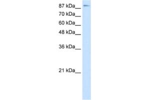 Western Blotting (WB) image for anti-Transcription Elongation Factor B (SIII), Polypeptide 3 (110kDa, Elongin A) (TCEB3) antibody (ABIN2463799) (TCEB3 Antikörper)