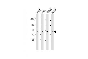 anti-NIMA (Never in Mitosis Gene A)- Related Kinase 10 (NEK10) (AA 450-483) antibody