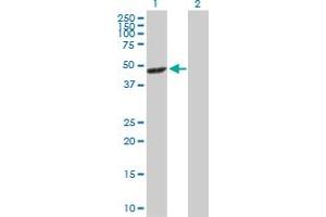Western Blot analysis of MAPK12 expression in transfected 293T cell line by MAPK12 MaxPab polyclonal antibody.