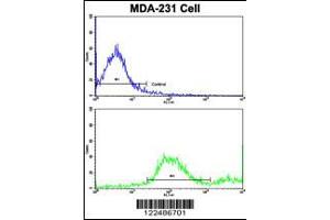 Flow cytometric analysis of MDA-231 cells using ADRA2B Antibody (bottom histogram) compared to a negative control cell (top histogram).