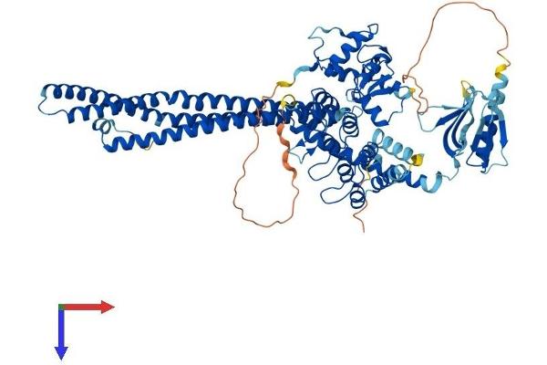 ACAP1 Protein (AA 1-740) (His tag)