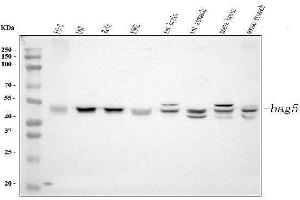 Western blot analysis of Bag5 using anti-Bag5 antibody (ABIN5518812). (BAG5 Antikörper  (AA 389-447))