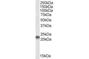 PEBP1 Antikörper  (C-Term)