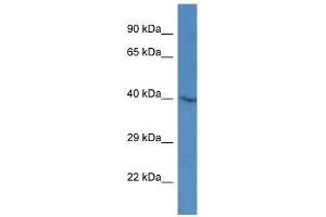 Western Blot showing Sh3gl3 antibody used at a concentration of 1.