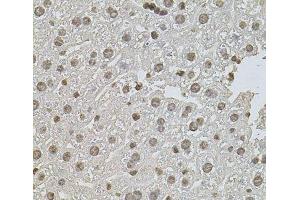 Immunohistochemistry of paraffin-embedded Mouse liver using ZNF408 Polyclonal Antibody at dilution of 1:100 (40x lens). (ZNF408 Antikörper)