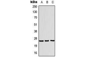 Western blot analysis of Translin expression in MCF7 (A), HeLa (B), HepG2 (C) whole cell lysates. (Translin Antikörper  (Center))