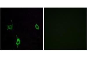 Immunofluorescence (IF) image for anti-Laminin, gamma 3 (LAMC3) (AA 1361-1410) antibody (ABIN2890006) (LAMC3 Antikörper  (AA 1361-1410))