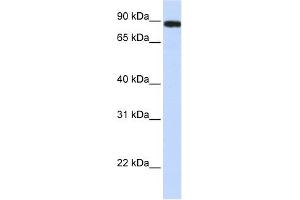 FAM47A antibody used at 1 ug/ml to detect target protein. (FAM47A Antikörper  (Middle Region))