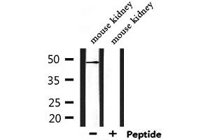 Western blot analysis of extracts from mouse kidney, using Rabr Antibody. (AGFG2 Antikörper  (Internal Region))