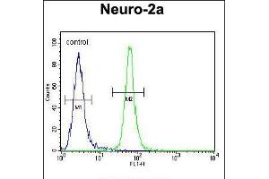 Flow cytometric analysis of Neuro-2a cells (right histogram) compared to a negative control cell (left histogram). (TMEM65 Antikörper  (N-Term))