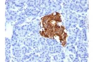 Formalin-fixed, paraffin-embedded human pancreas stained with Insulin Monoclonal Antibody (IRDN/805). (Insulin Antikörper)