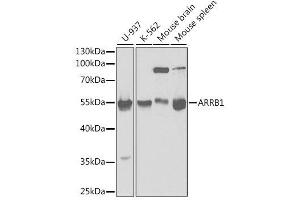 Western blot analysis of extracts of various cell lines, using ARRB1 antibody. (beta Arrestin 1 Antikörper  (AA 169-418))