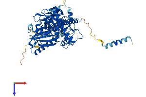 Glycerol Kinase Protein (GK) (AA 1-559) (His tag)