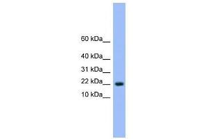 NXT1 antibody used at 0.