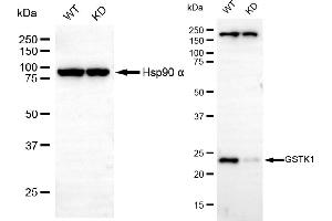 Western blotting analysis using GSTK1 antibody (ABIN7798755).