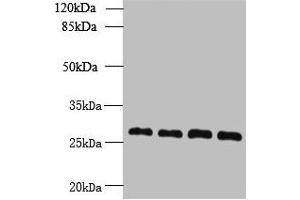 Western blot All lanes: YIPF4 antibody at 2. (YIPF4 Antikörper  (AA 1-113))