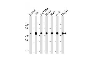 TOMM40 Antikörper  (AA 22-56)