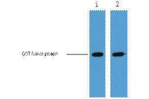 Western Blotting (WB) image for anti-Glutathione S Transferase (GST) antibody (ABIN3178560) (GST Antikörper)
