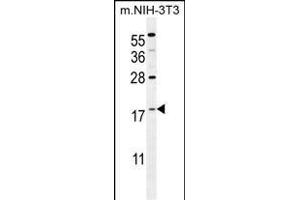S100A4 Antibody (N-term) (ABIN655727 and ABIN2845174) western blot analysis in mouse NIH-3T3 cell line lysates (35 μg/lane). (s100a4 Antikörper  (N-Term))