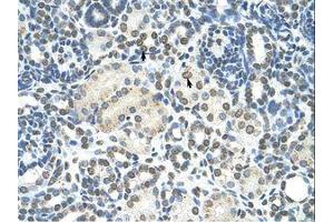 Image no. 1 for anti-Zinc Finger, MYND-Type Containing 11 (ZMYND11) (AA 138-187) antibody (ABIN203315) (ZMYND11 Antikörper  (AA 138-187))