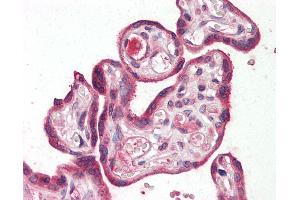 Anti-RILPL2 antibody IHC staining of human placenta. (RILPL2 Antikörper  (Internal Region))