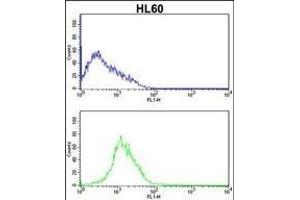 CDK4 Antibody (C-term) (ABIN391751 and ABIN2841625) flow cytometric analysis of HL60 cells (bottom histogram) compared to a negative control cell (top histogram).