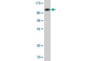 Western Blotting (WB) image for anti-Splicing Factor 3b, Subunit 2, 145kDa (SF3B2) (AA 1-636) antibody (ABIN524388)