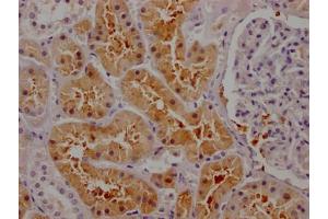 IHC image of ABIN7127653 diluted at 1:100 and staining in paraffin-embedded human kidney tissue performed on a Leica BondTM system. (Rekombinanter Osteopontin Antikörper)