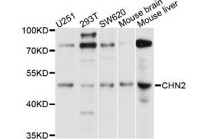Western blot analysis of extracts of various cell lines, using CHN2 antibody (ABIN5996045) at 1/1000 dilution. (CHN2 Antikörper)