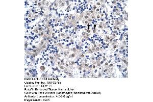 Human Liver (CDX4 Antikörper  (C-Term))