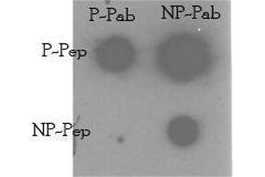 Image no. 1 for anti-TRAF2 and NCK Interacting Kinase (TNIK) (Ser764) antibody (ABIN360389) (TNIK Antikörper  (Ser764))