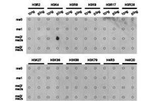 Dot-blot analysis of all sorts of methylation peptides using H3K4me3 antibody. (Histone 3 Antikörper  (H3K4me2))