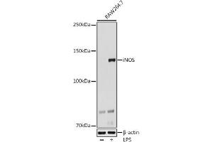 Western blot analysis of extracts of R. (NOS2 Antikörper)