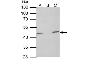 IP Image TUFM antibody [N3C3] immunoprecipitates TUFM protein in IP experiments.