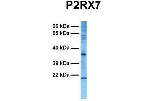 Host:  Rabbit  Target Name:  P2RX7  Sample Tissue:  Human Hela  Antibody Dilution:  1. (P2RX7 Antikörper  (N-Term))