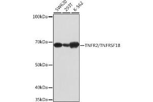 Western blot analysis of extracts of various cell lines, using TNFR2/TNFRSF1B antibody (ABIN7271070) at 1:1000 dilution.