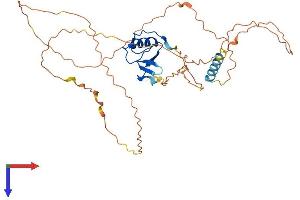 GGNBP1 Protein (AA 1-370) (His tag)
