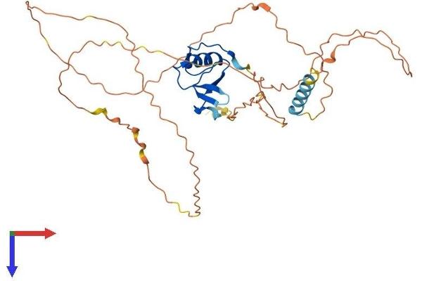 GGNBP1 Protein (AA 1-370) (His tag)