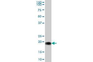 CYB5-M MaxPab polyclonal antibody. (CYB5B Antikörper  (AA 1-146))