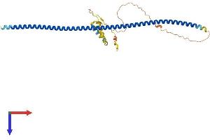 AlphaFold protein structure predicition of Mouse Recombinant Krt222 Protein, UniprotID Q8CCX5