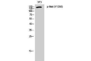 Western Blotting (WB) image for anti-Met Proto-Oncogene (MET) (pTyr1356) antibody (ABIN3182207) (c-MET Antikörper  (pTyr1356))
