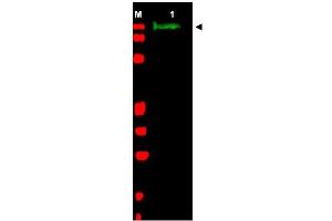 Image no. 1 for anti-Slit Homolog 2 (Drosophila) (SLIT2) (AA 484-500) antibody (ABIN401286) (SLIT2 Antikörper  (AA 484-500))