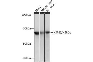 Western blot analysis of extracts of various cell lines, using HSP60/HSPD1 Rabbit mAb (ABIN1680746, ABIN3015220, ABIN3015221 and ABIN7101321) at 1:1000 dilution. (HSPD1 Antikörper)