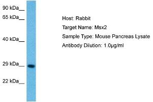 Host: Mouse Target Name: MSX2 Sample Tissue: Mouse Pancreas Antibody Dilution: 1ug/ml