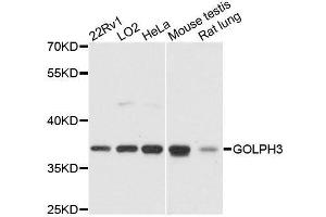Western blot analysis of extracts of various cell lines, using GOLPH3 antibody. (GOLPH3 Antikörper  (AA 1-298))