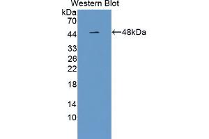 Western blot analysis of the recombinant protein. (PAFAH2 Antikörper  (AA 1-392))