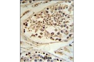 DEK Antibody (C-term) (ABIN653133 and ABIN2842710) IHC analysis in formalin fixed and paraffin embedded human testis tissue followed by peroxidase conjugation of the secondary antibody and DAB staining.
