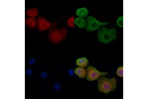ABIN6257902 and ABIN6274337 staining Hela cells by IF/ICC.