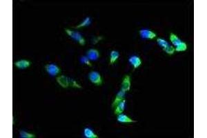 Immunofluorescence (IF) image for anti-Integrin alpha M (ITGAM) (AA 46-150) antibody (ABIN5896348) (CD11b Antikörper  (AA 46-150))