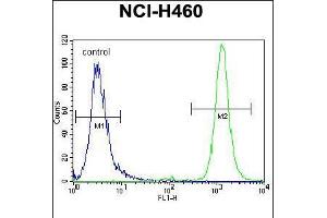 Flow cytometric analysis of NCI-H460 cells (right histogram) compared to a negative control cell (left histogram). (RASSF8 Antikörper  (N-Term))